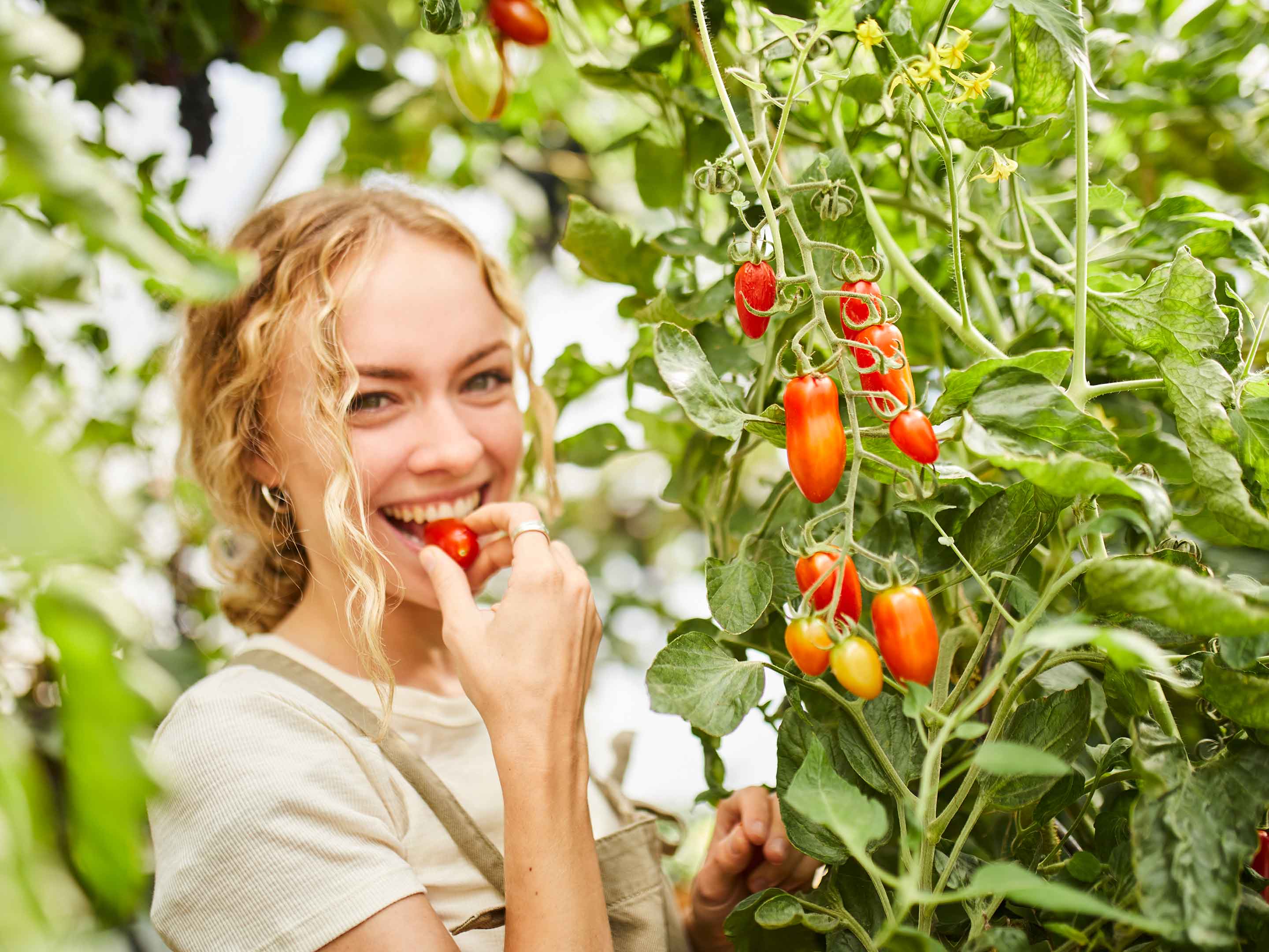 Tomate Obst oder Gemüse?