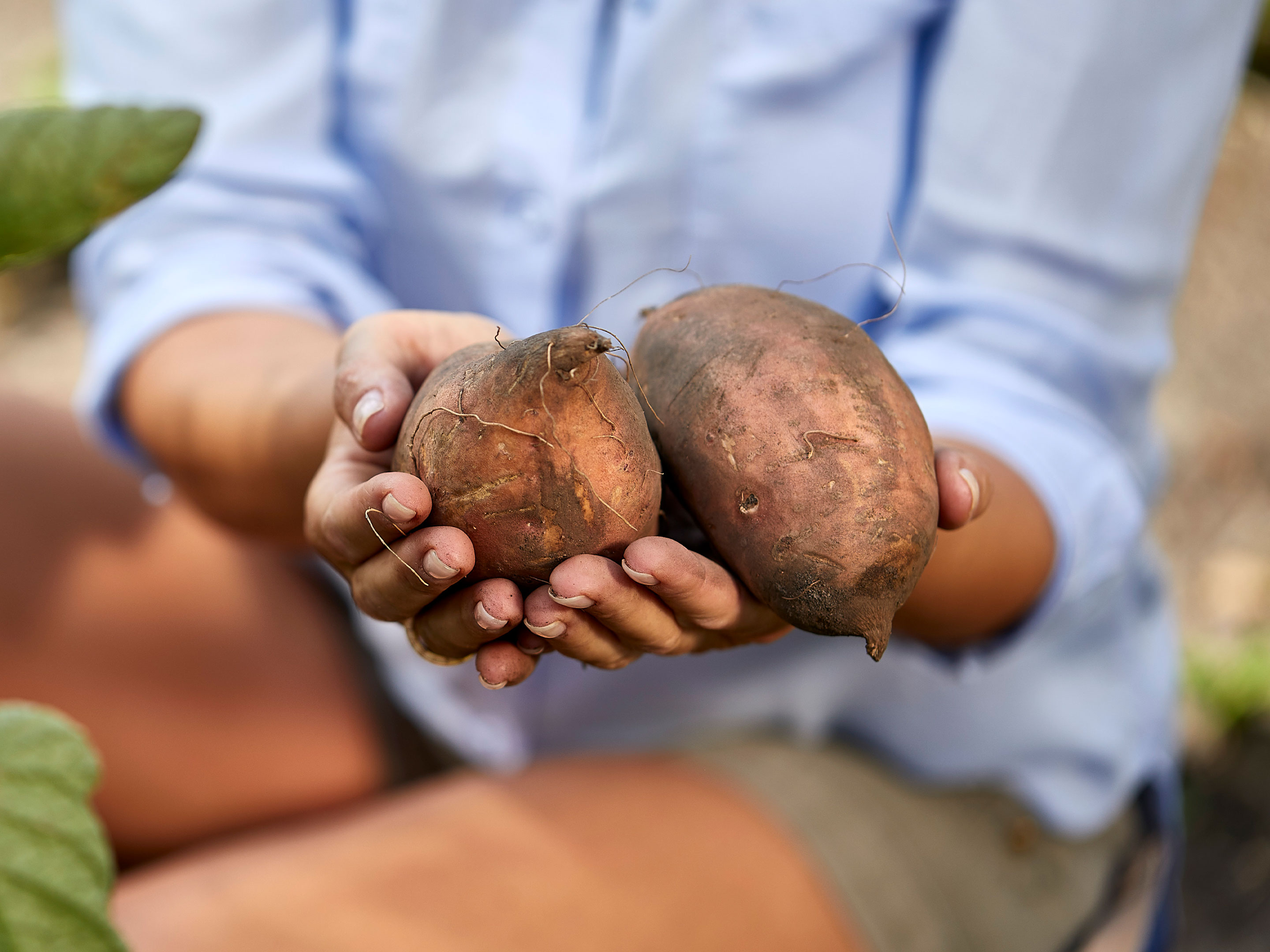 Zoete aardappel planten en verzorgen | COMPO