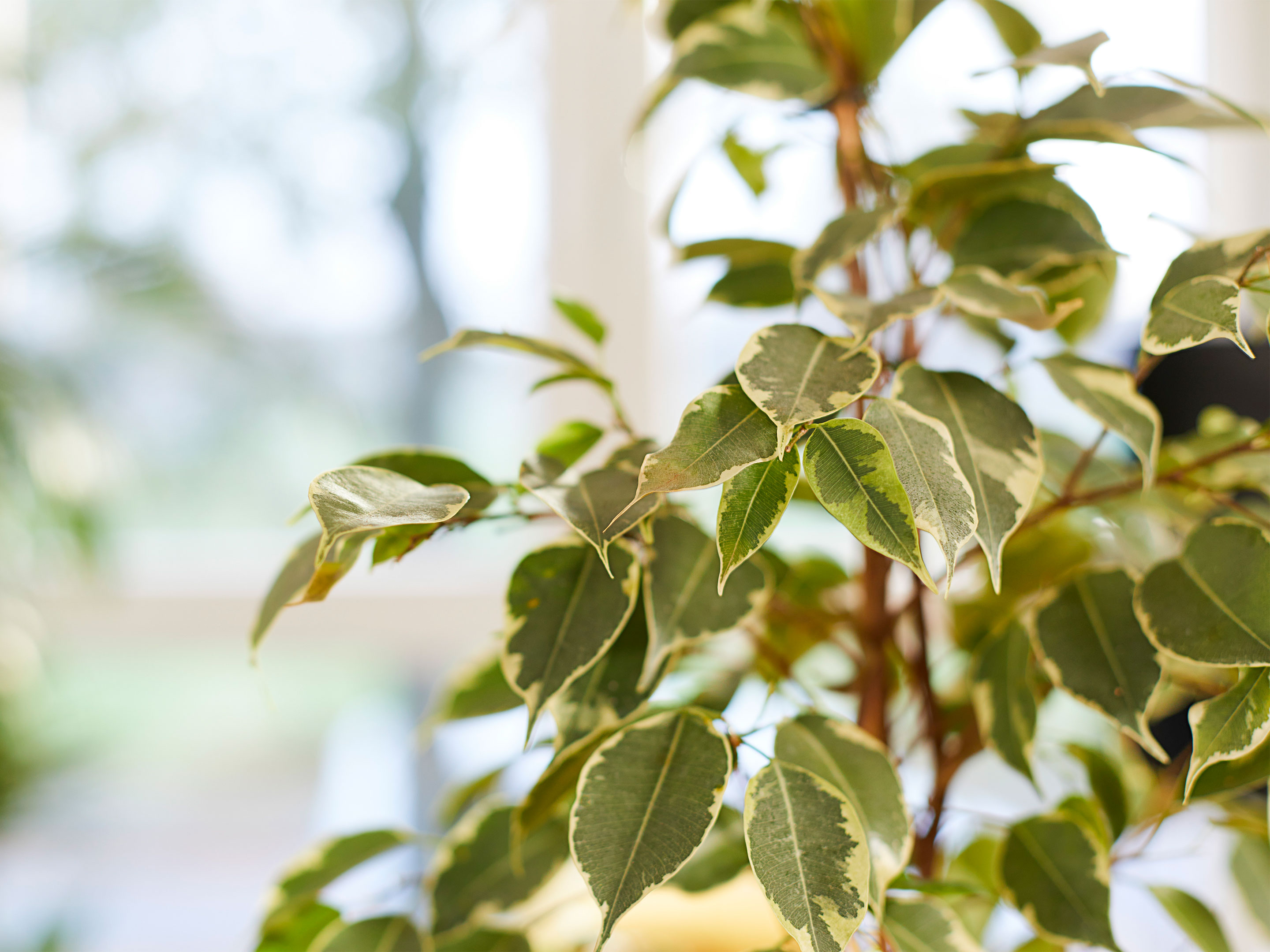 Der Ficus verliert Blätter was tun?