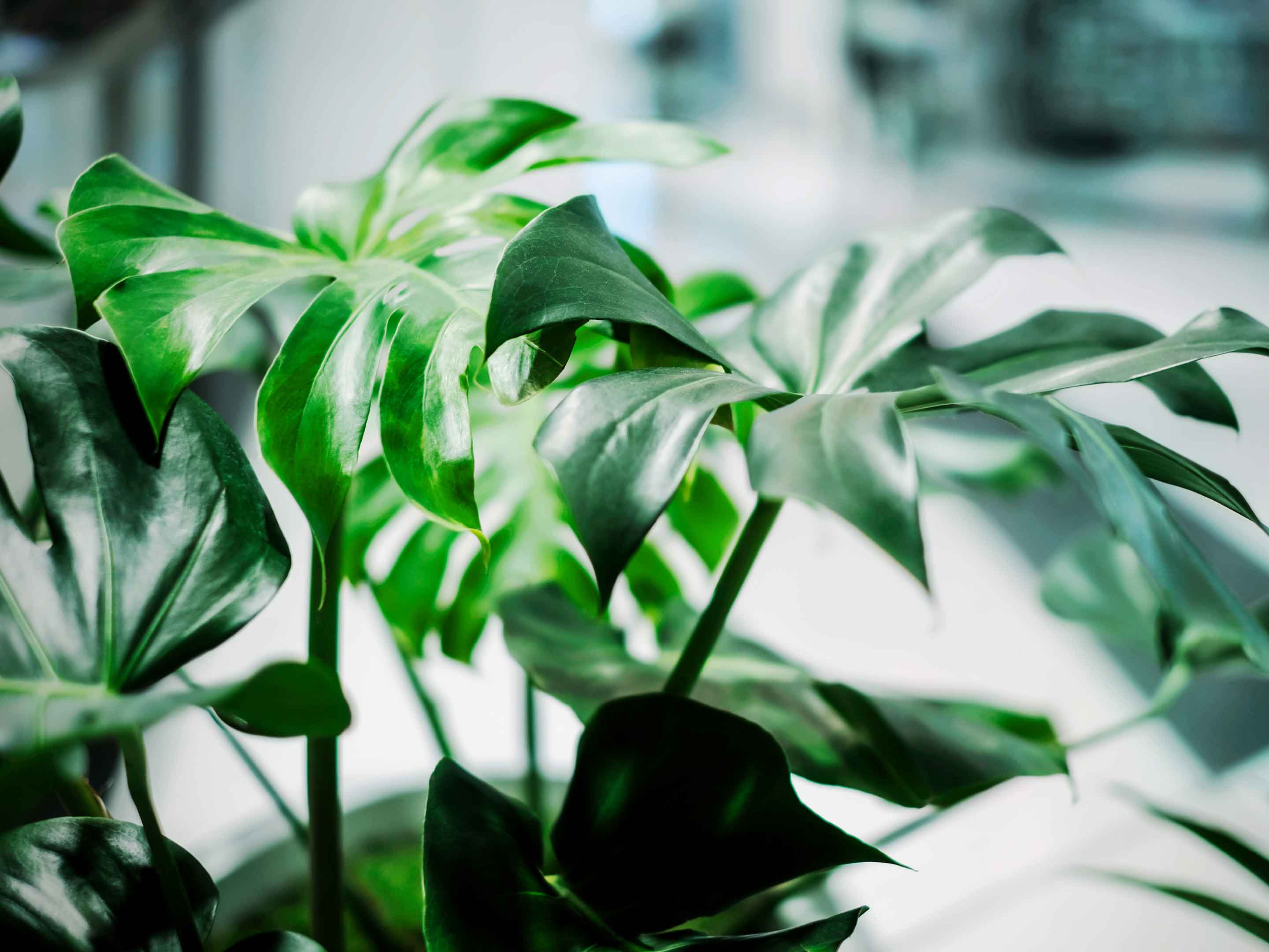 Monstera