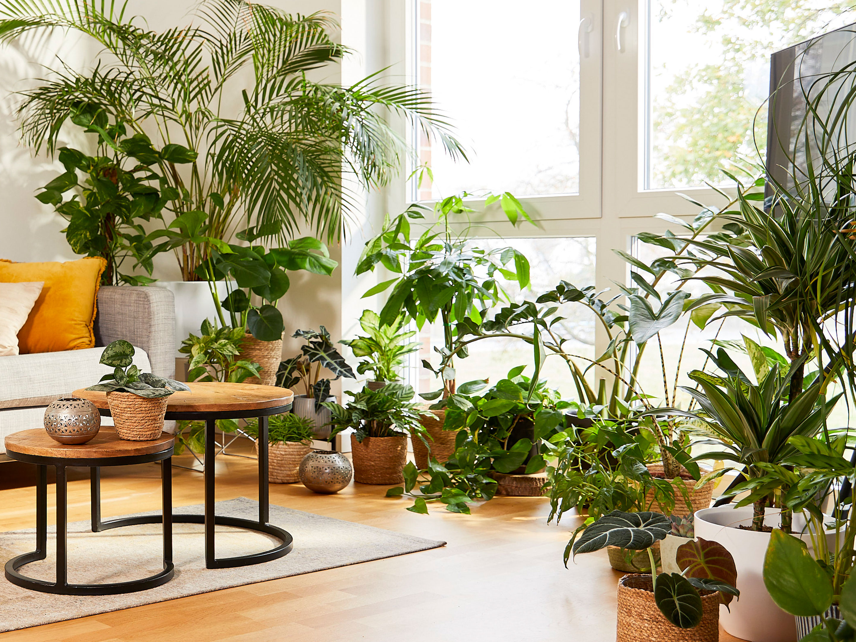 7. Urban Jungle