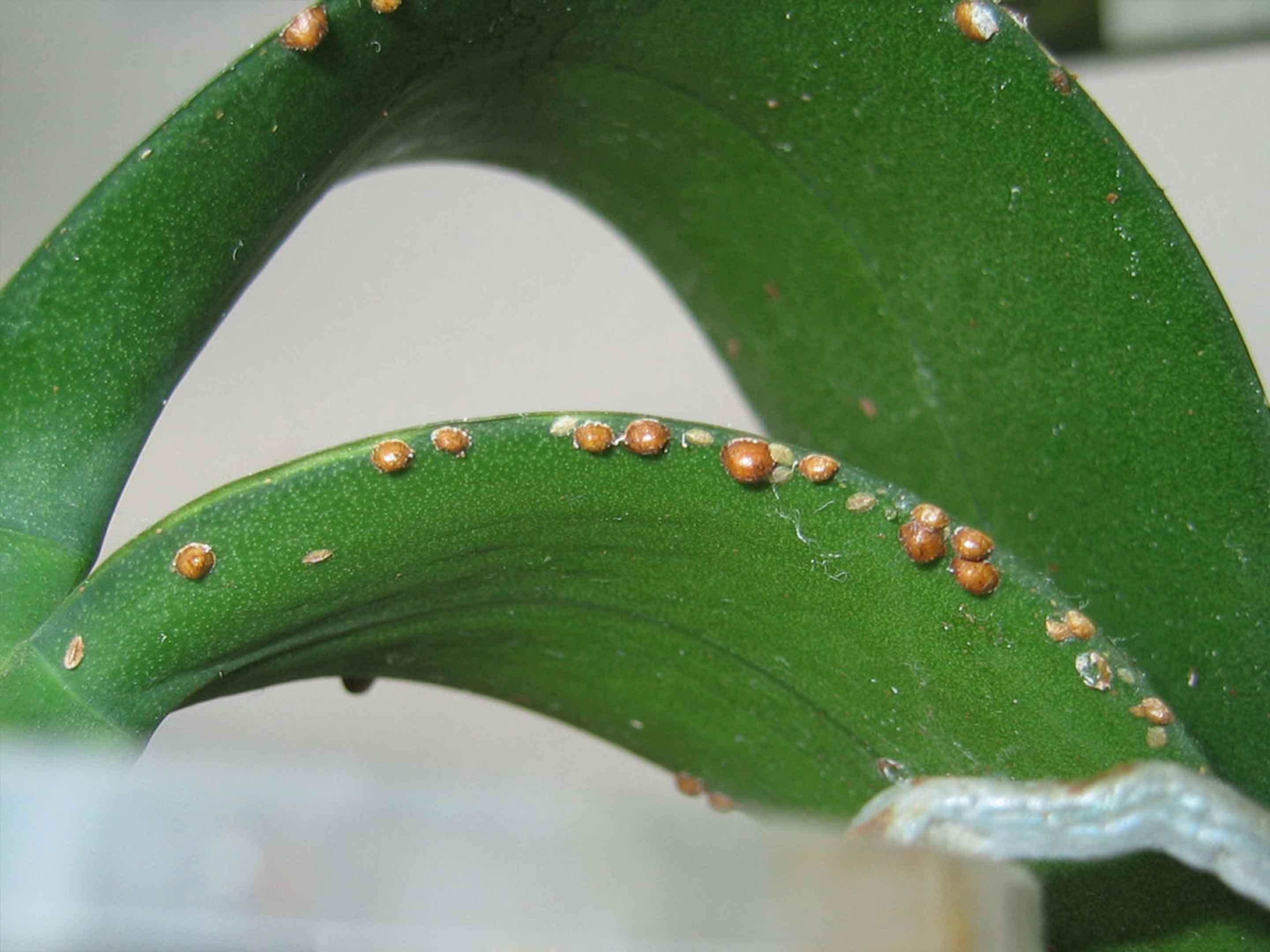 Lutter contre les cochenilles farineuses sur les plantes d