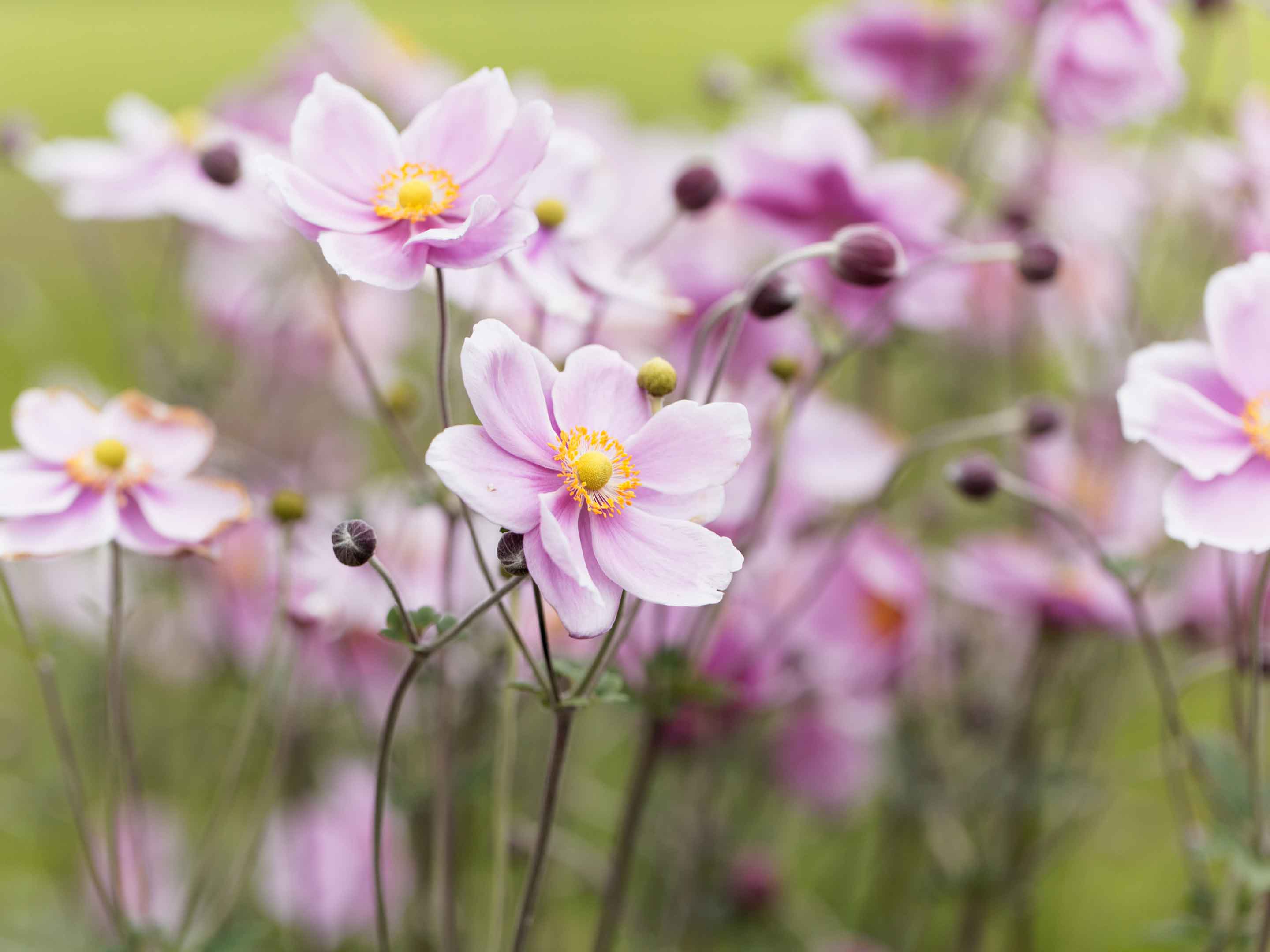Herbst-Anemone pflanzen & pflegen