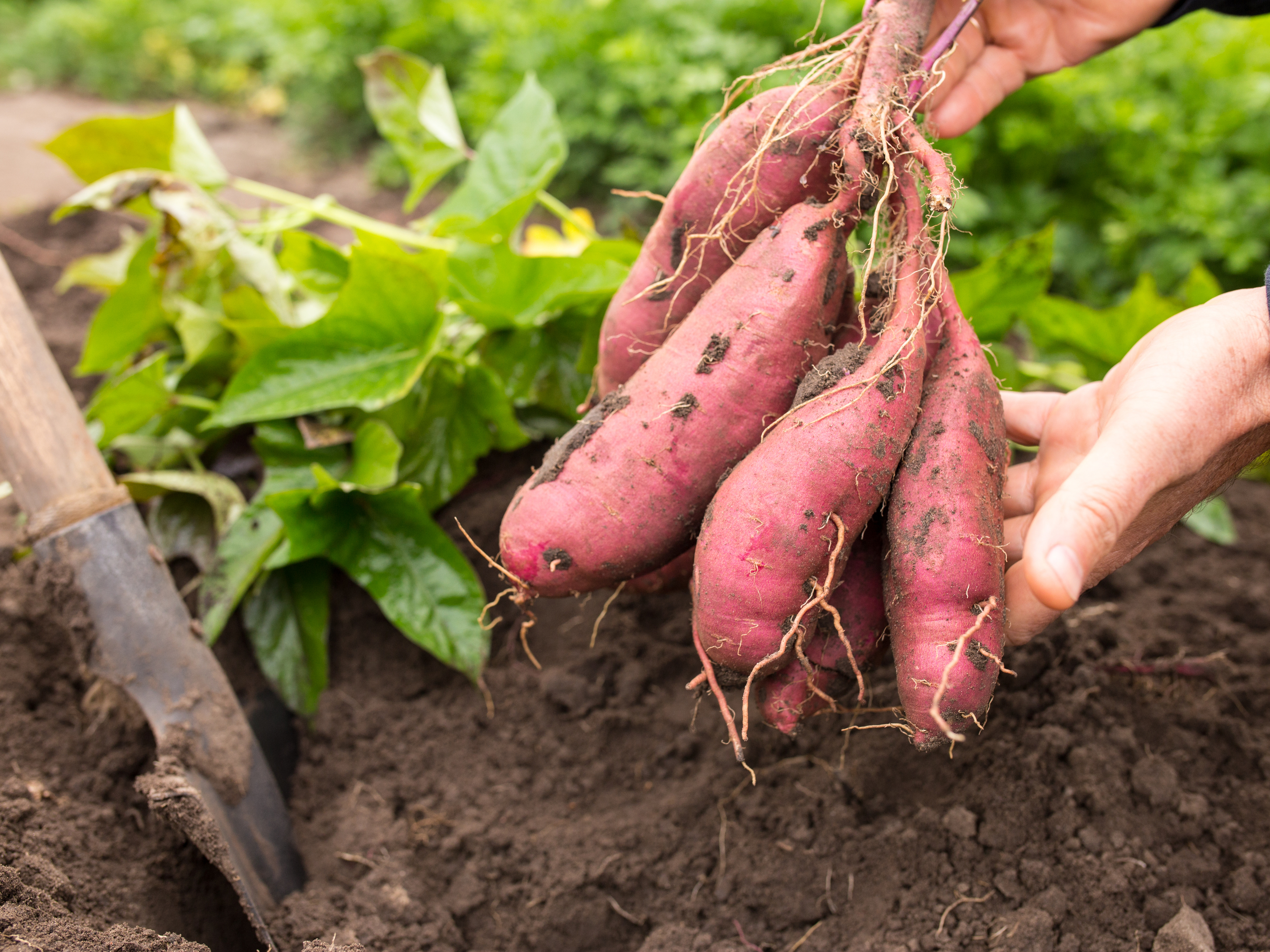 Plantation et entretien des patates douces