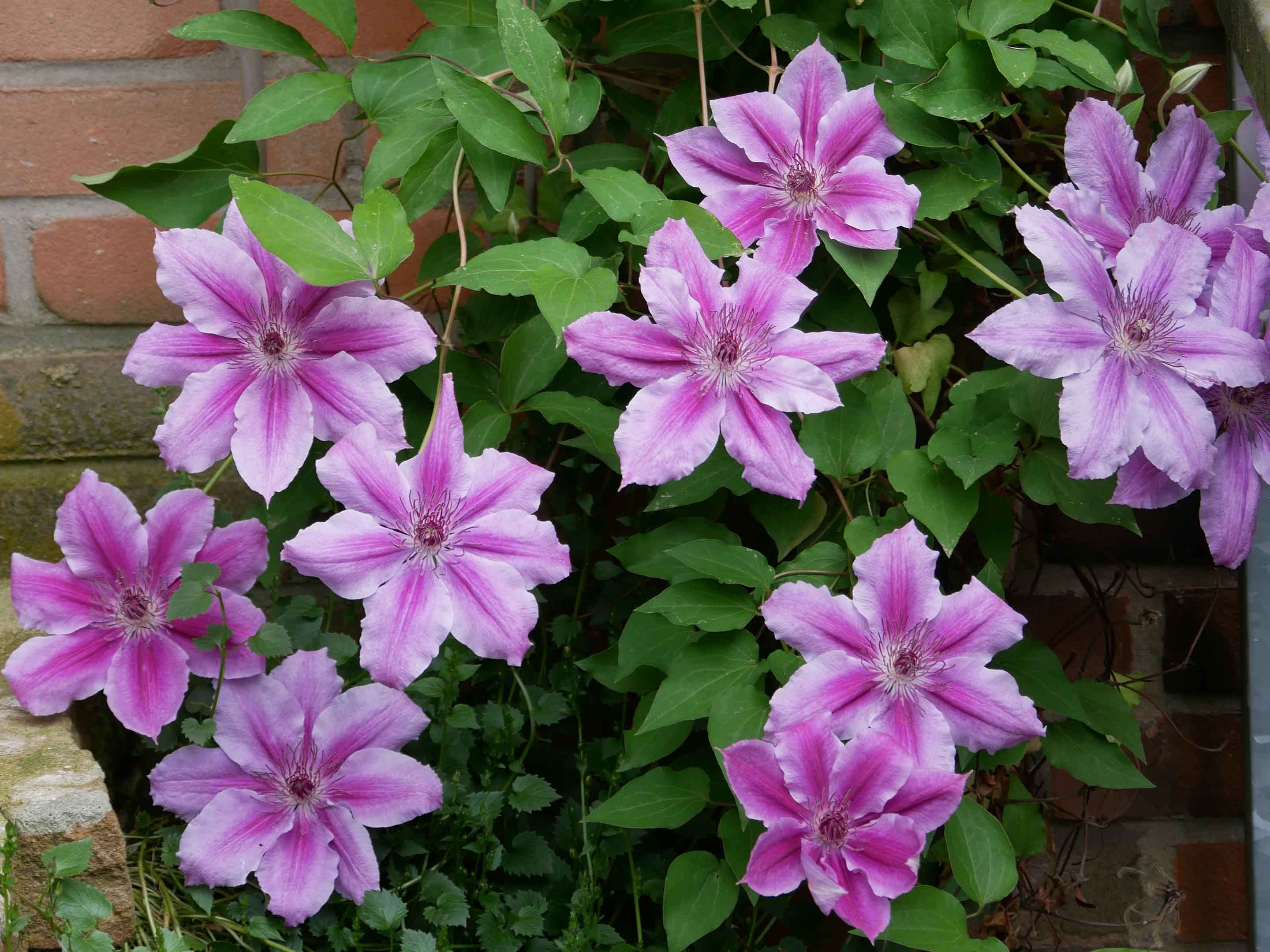 Clematide (Clematis) pianta: coltivazione e cura