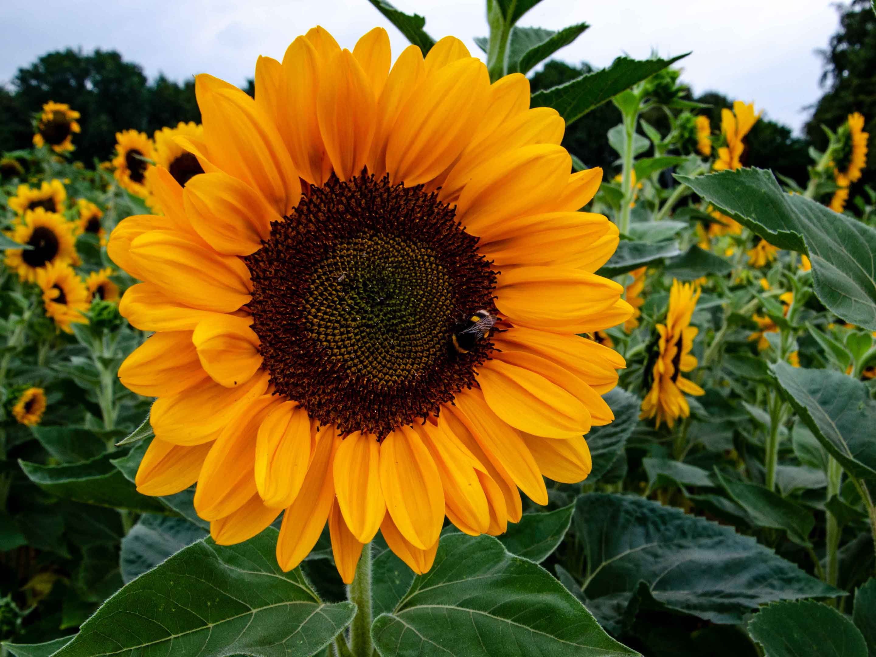 Pianta di girasole: coltivazione e cura (vaso e balcone)