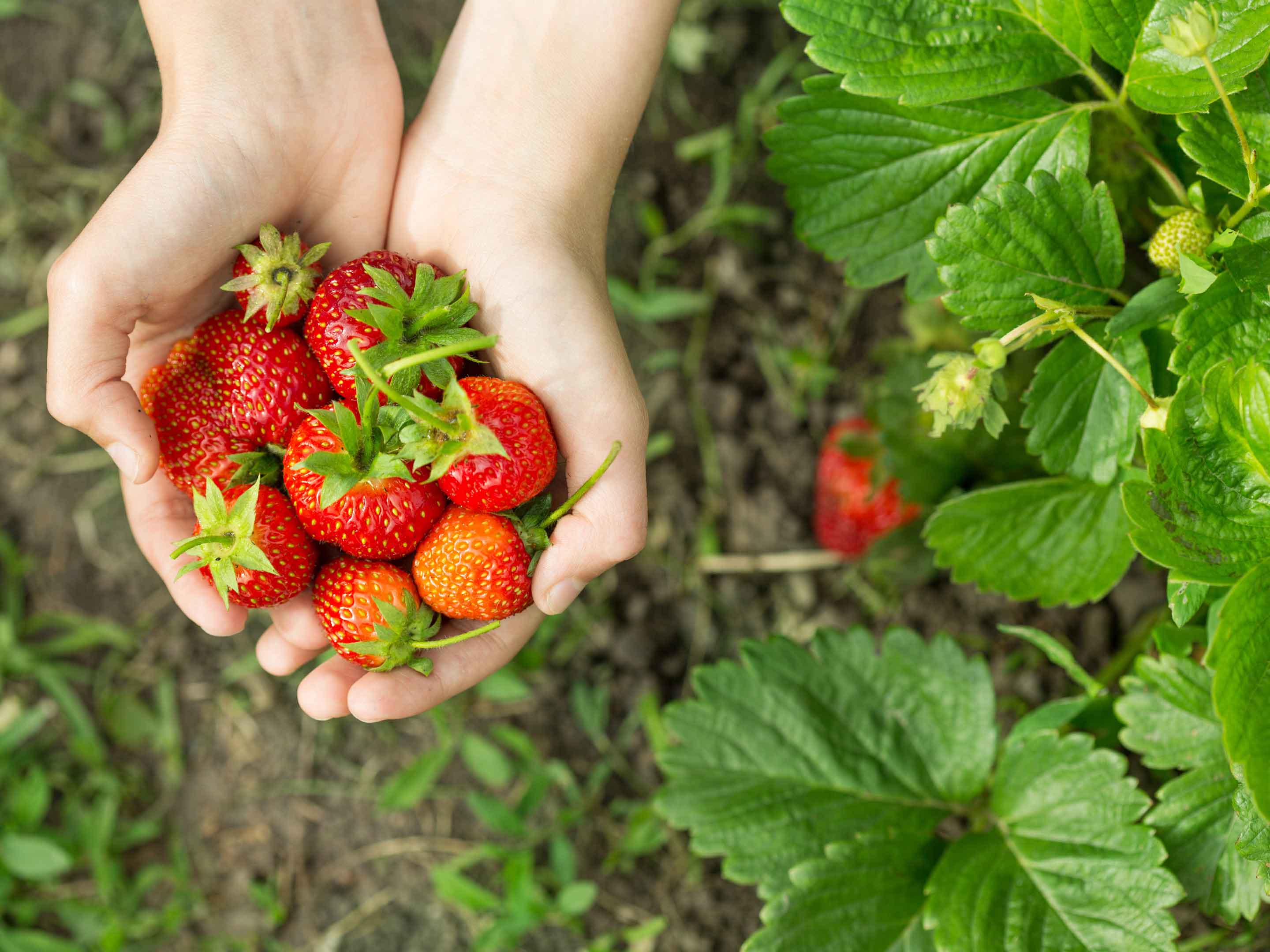 Berry special: All you need to know about berries